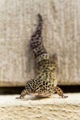 George the Leopard Gecko