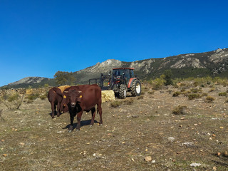 vacas en dehesa