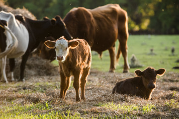 Brown and White Baby calf Looking at Camera Standing in a Pasture with more Cows in Background