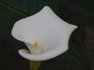 Alcatraz, inicio de la primavera.