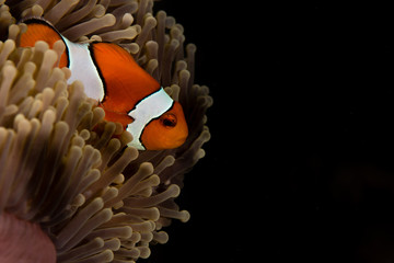 Peixe Palhaço