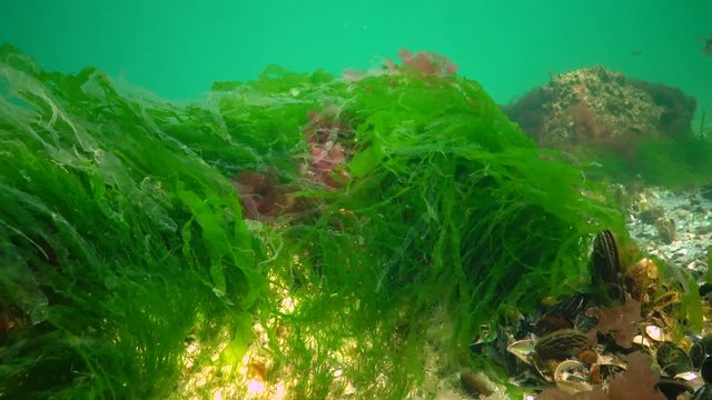 Underwater landscape in the Black Sea. Green, red and brown algae on the seabed, algae swinging during a storm
