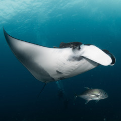 Raia manta