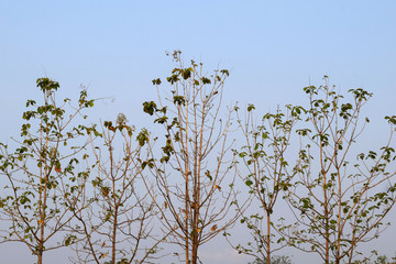 Several golden teak trees arranged in a row, the background is sky.