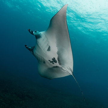 Raia manta