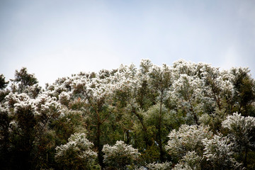 snow trees