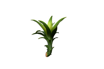 Cape of Good Hope, Dracaena.tree isolated from white background