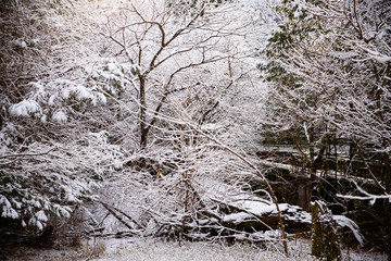 snow covered trees