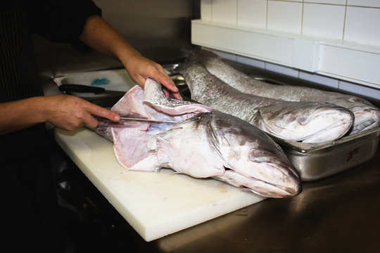 fresh corvina fish on the board