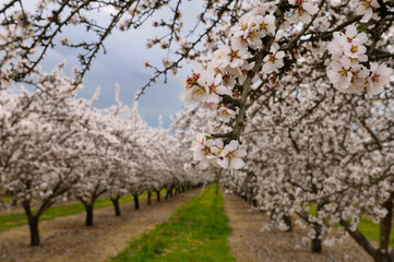 Close up of blossoms on a flowering almond tree in a California orchard in winter