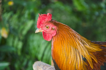 Beautiful head and feathers of bantam cock