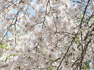 cherry blossom in spring