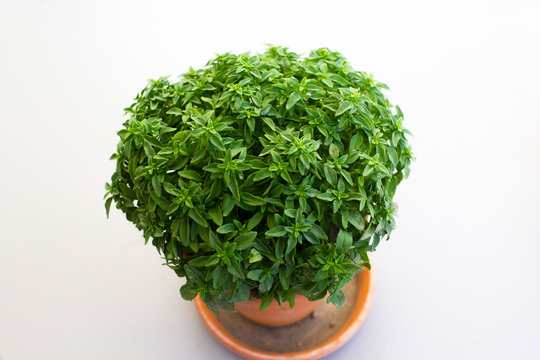 fresh basil in a vase