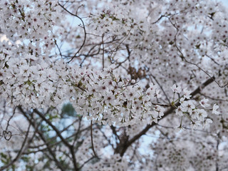 blooming cherry tree