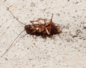 Ants swarm the dead cockroaches.