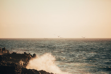 Fototapeta na wymiar sunset over the sea and seagulls flying