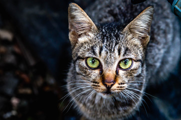 Closeup of head of a grey short-haired cat with copy space 