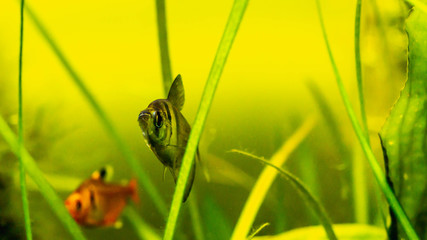 Black skirt tetra fish in planted tank setting