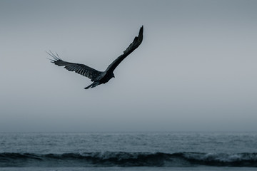 Bird in flight in the ocean