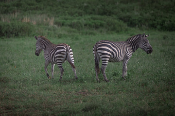 2 Zebra's in Arusha