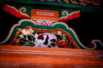 nikko japan.
cat