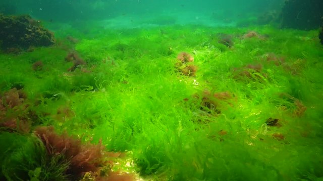 Underwater landscape in the Black Sea. Green, red and brown algae on the seabed, algae swinging during a storm