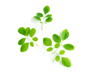 Obraz premium Closeup young moringa leaf branch isolated on white background, herb and medical concept