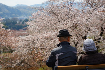 桜　散歩