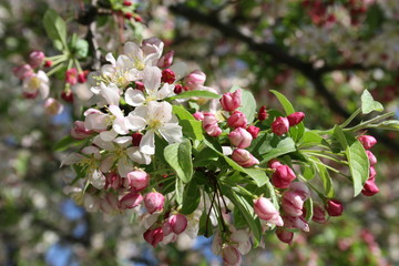 Clayton Cherry Blossom 2020 II