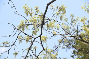 Sawtooth oak (Quercus acutissima) / Fagaceae deciduous tall tree.
