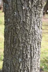 Obraz premium Sawtooth oak (Quercus acutissima) / Fagaceae deciduous tall tree. 