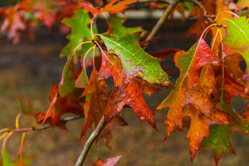 Fototapeta premium Close up of autumn leaves with green, read, golden foliage colors taken at Victoria, Australia