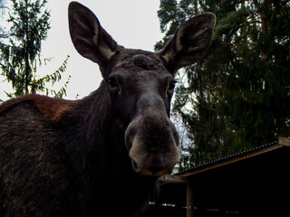 portrait of a donkey