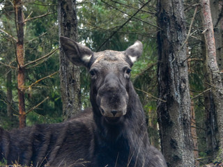 deer in the woods