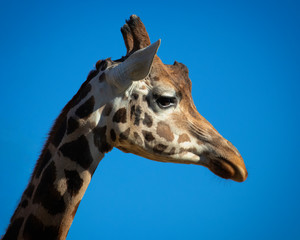 Close up shot of giraffe head