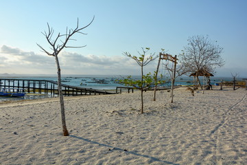 Trees on the beach in the fishing bay, Lombok