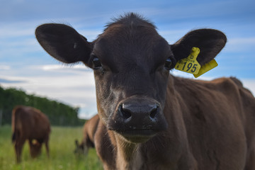 litttle calf in a farm 