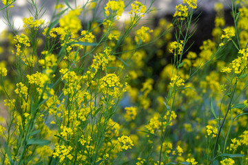 菜の花