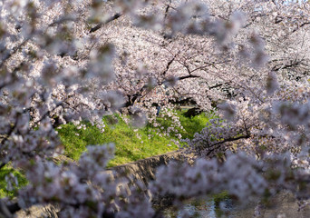 五條川の桜