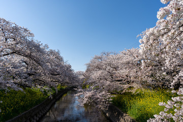 五條川の桜