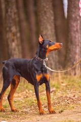 Doberman on a walk in the autumn cloudy forest.