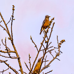 Two birds sitting on a tree trunk 