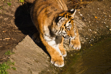 Sibirischer Tiger (Panthera tigris altaica), Tigerbaby