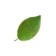 plum leaf isolated on a white background.