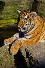 Sibirischer Tiger (Panthera tigris altaica), Tigerbaby