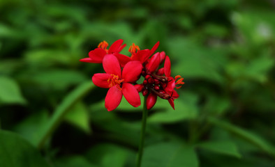 The red color of the flower makes do you mean so excited.  