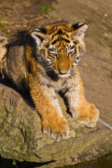 Obraz na płótnie Canvas Sibirischer Tiger (Panthera tigris altaica), Tigerbaby