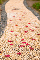 Maple leaves on the ground