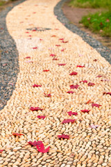 Maple leaves on the ground