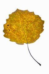 dry yellow aspen leaf on a white background